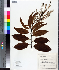 Oxydendrum arboreum image