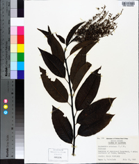 Oxydendrum arboreum image