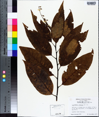 Oxydendrum arboreum image