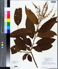 Oxydendrum arboreum image