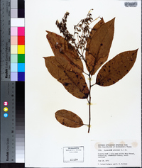 Oxydendrum arboreum image