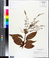 Oxydendrum arboreum image