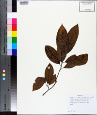 Oxydendrum arboreum image