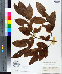 Oxydendrum arboreum image