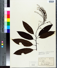 Oxydendrum arboreum image