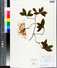 Rhododendron arborescens image