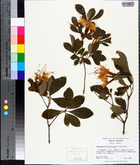 Rhododendron arborescens image