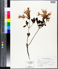 Rhododendron atlanticum image