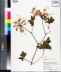 Rhododendron austrinum image