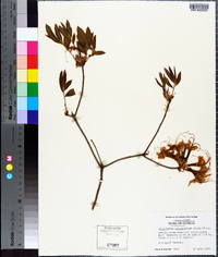 Rhododendron calendulaceum image