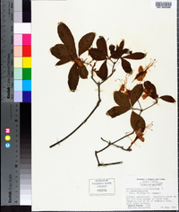 Rhododendron calendulaceum image