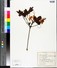 Rhododendron calendulaceum image