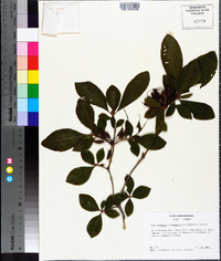 Rhododendron calendulaceum image