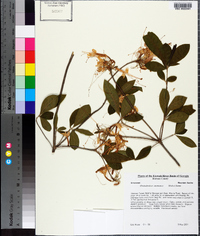 Rhododendron canescens image