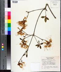 Rhododendron canescens image