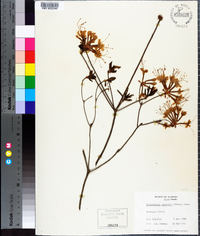 Rhododendron canescens image