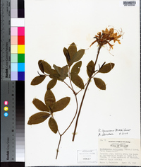 Rhododendron canescens image