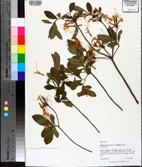 Rhododendron canescens image