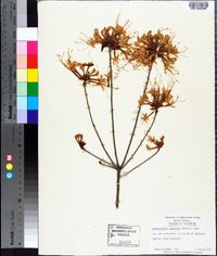 Rhododendron canescens image