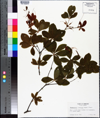 Rhododendron canescens image