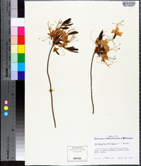 Rhododendron periclymenoides image