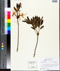 Rhododendron periclymenoides image