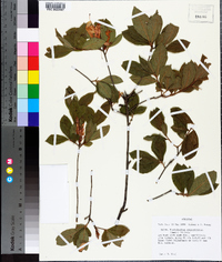 Rhododendron prinophyllum image