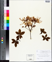 Rhododendron prinophyllum image