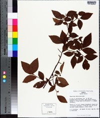 Vaccinium fuscatum image