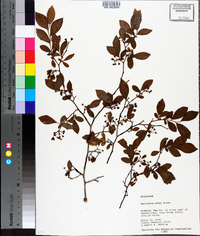 Vaccinium virgatum image