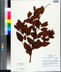 Vaccinium fuscatum image