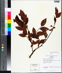 Vaccinium fuscatum image