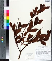 Vaccinium fuscatum image