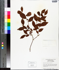 Vaccinium fuscatum image