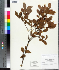 Vaccinium floridanum image