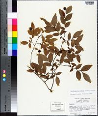 Vaccinium floridanum image