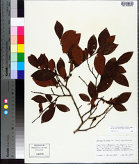 Vaccinium fuscatum image