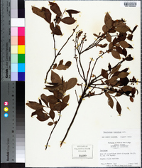 Vaccinium fuscatum image