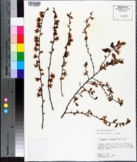 Vaccinium fuscatum image