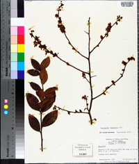 Vaccinium fuscatum image