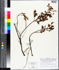 Vaccinium tenellum image