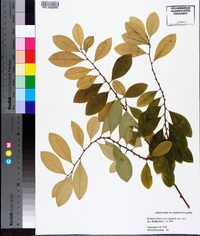 Erythroxylum coca image