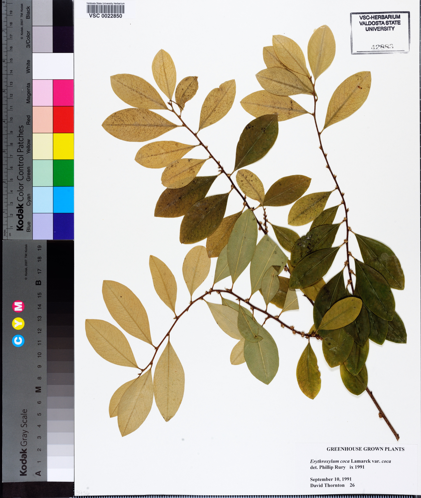 Erythroxylum coca image