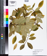 Erythroxylum coca image