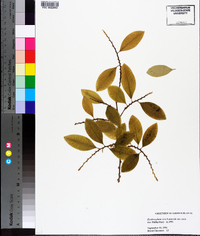 Erythroxylum coca image