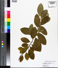 Erythroxylum coca image