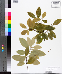 Erythroxylum coca image