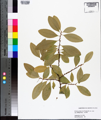 Erythroxylum coca image