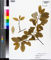 Erythroxylum coca image