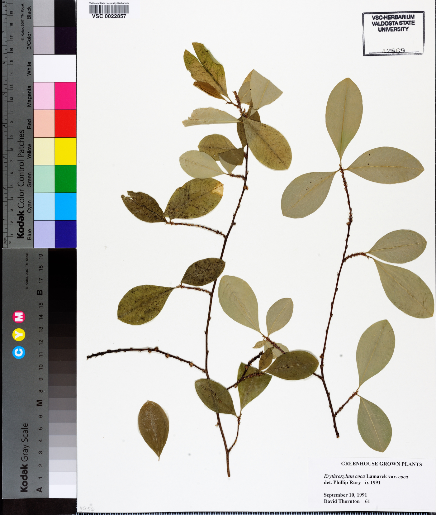 Erythroxylum coca image